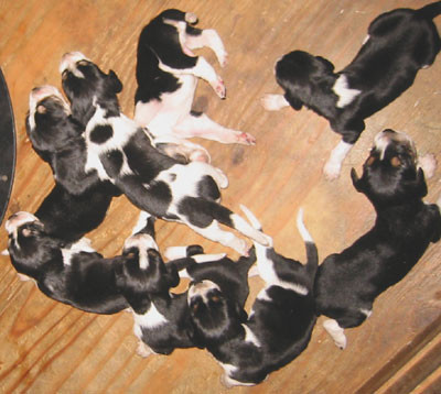 9-15-02pups2