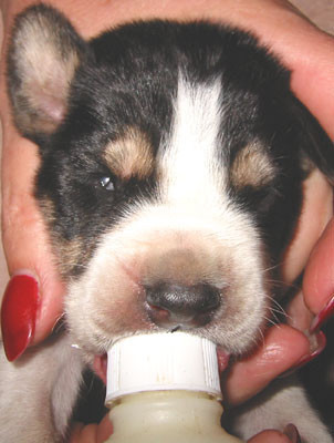 9-15-02pups3