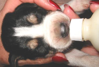 9-15-02pupsbottle