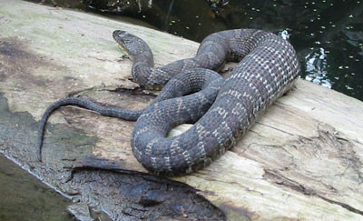 9-15-02snake1