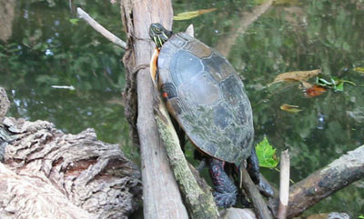 9-15-02turtle1