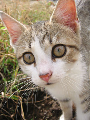 9-21-02cat