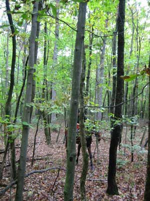 9-21-02woods