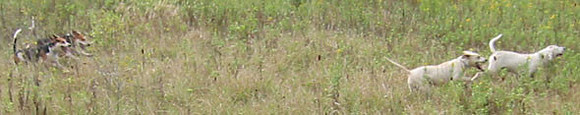 9-21-024hounds