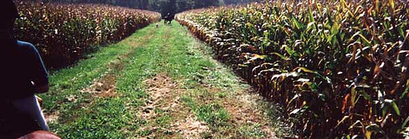 9-22-01diedrebetweencornfieldsa