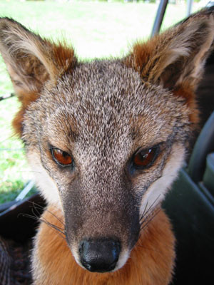 10-5-02foxhead2