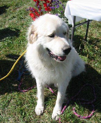 10-5-02whitedog