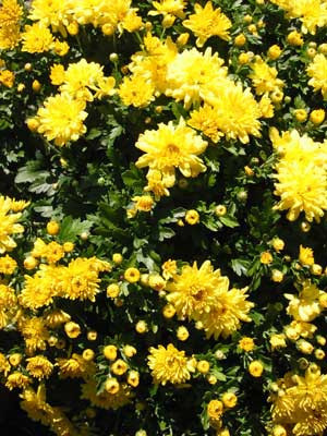 10-5-02yellowflowers