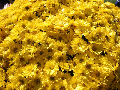 10-5-02yellow