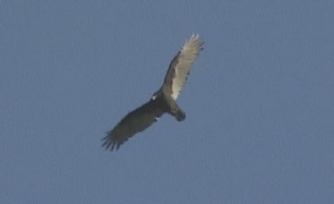 10-13-02hawk