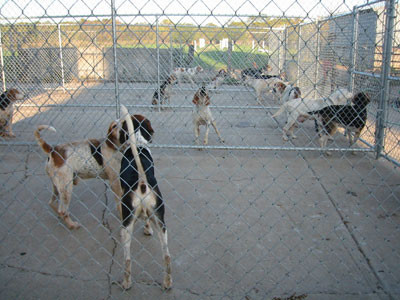 10-13-02kennels