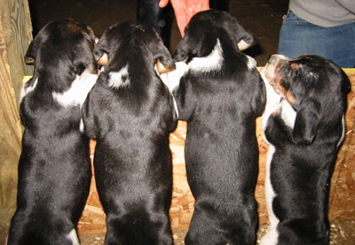 10-13-024pups