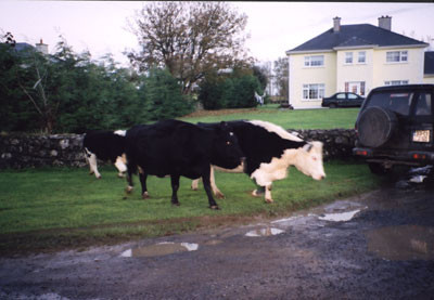 10-22-02cows