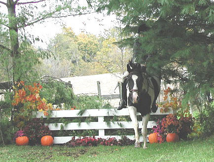 10-27-02rockyforkpineshot