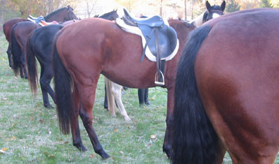 11-2-02horsesas