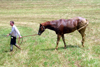 crop181-8110_IMG