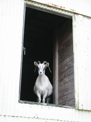 goatpicwindow