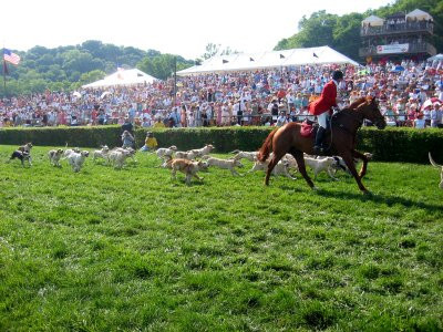 05-08-04_Hounds