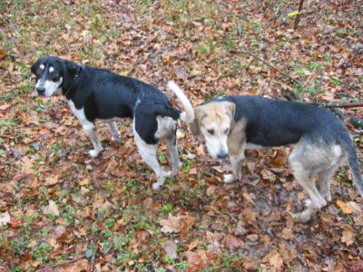 11-01-03_Hounds2