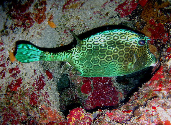 Cowfish-Honeycomb-IMG_1577j