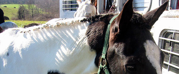 crop204-0469_IMG