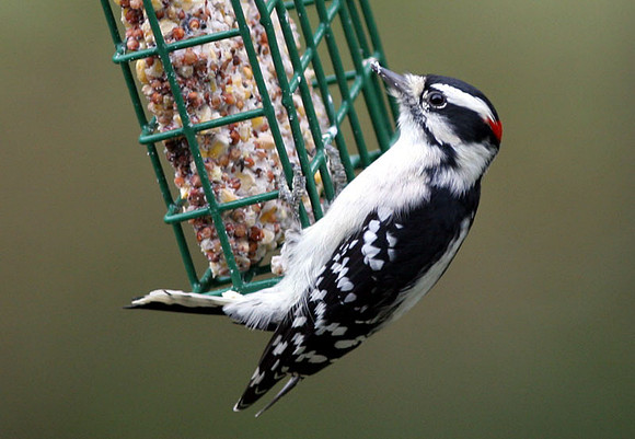 Downy-Woodpecker3