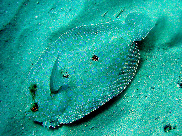 Flounder-Peacock-IMG_1446jp