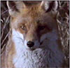 fox100