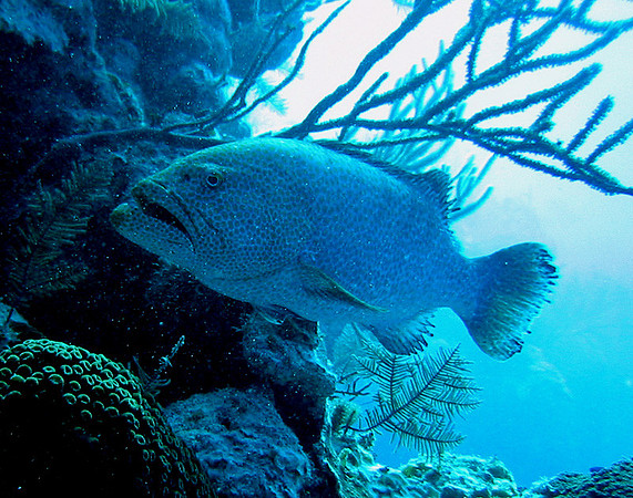 Grouper-TigerIMG_1071jpg50