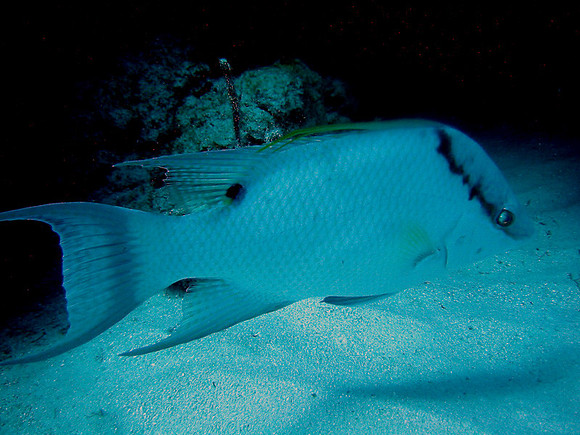 Hogfish-IMG_1473jpg71