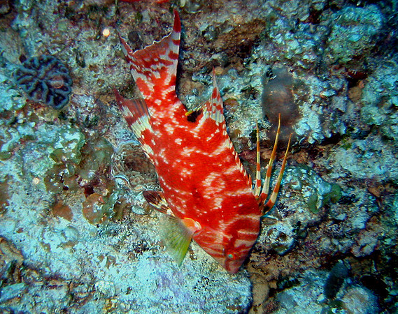 Hogfish-Intermed-IMG_1245jp