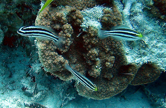 Parrot-Fish-Princess-Stripe