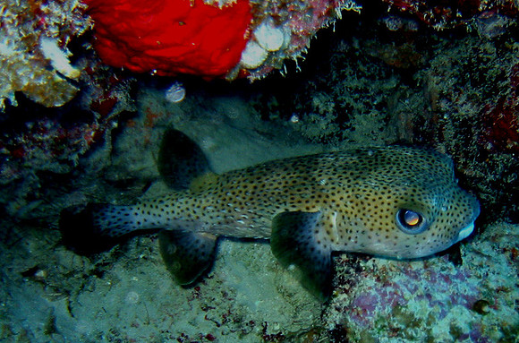 Porcupine-Fish-IMG_1224jpg9