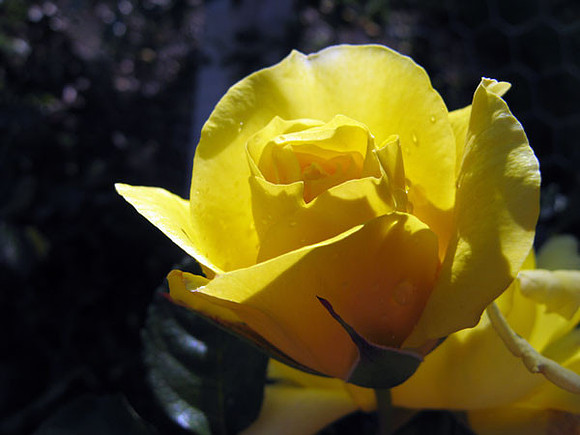 IMG_3339a