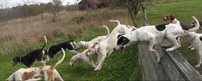 MVI_0174dog3-400