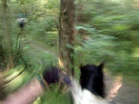 John-Tree