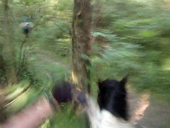 John-Tree
