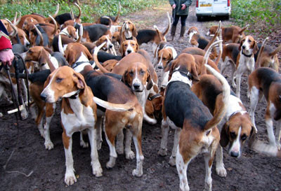 1-25-03-5hounds