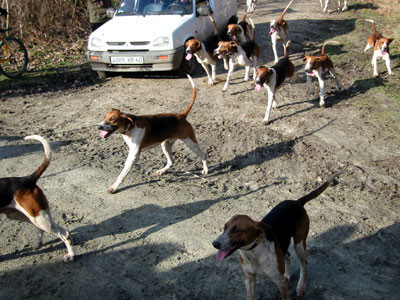 1-25-03-16houndsgo