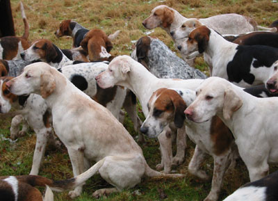 2-1-03-8hounds