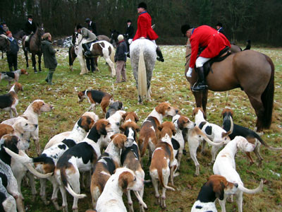 2-1-03-13houndsw