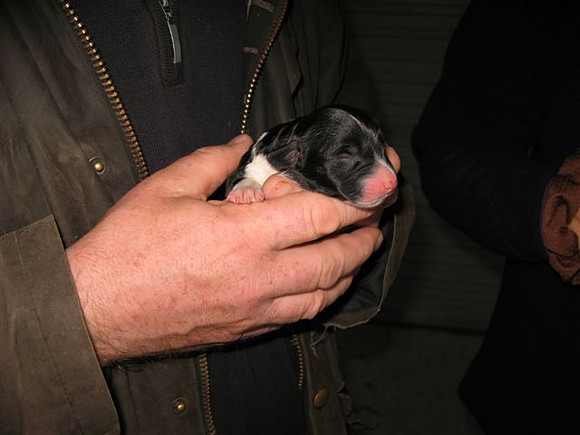 image025