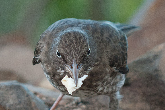 Pearly-eyed Thrasher (Margarops fuscatus)
