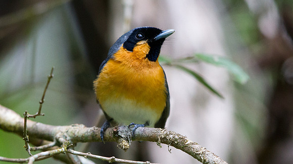 Spectacled monarch (Symposiachrus trivirgatus)