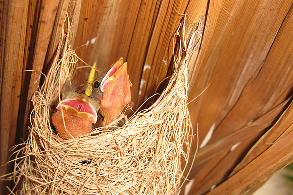 Hooded Oriole (Icterus cucullatus) chicks