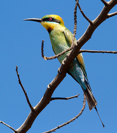 Rainbow bee-eater (Merops ornatus)