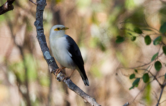 Black-winged starling (Acridotheres melanopterus)