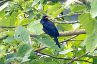 Black-fronted Nunbird (Monasa nigrifrons)