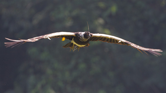 Horned Screamer (Anhima cornuta)