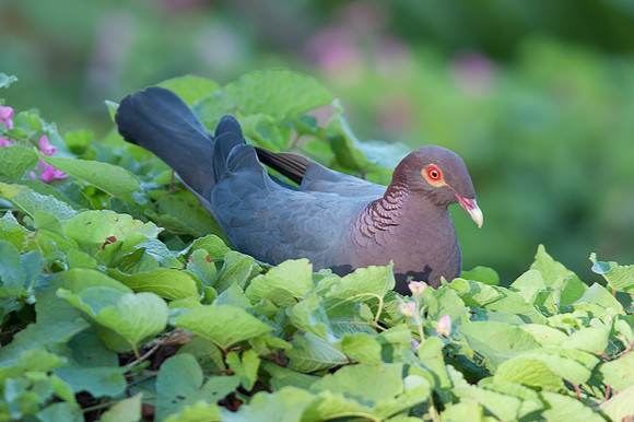 Scaly-naped Pigeon (Patagioenas squamosa)